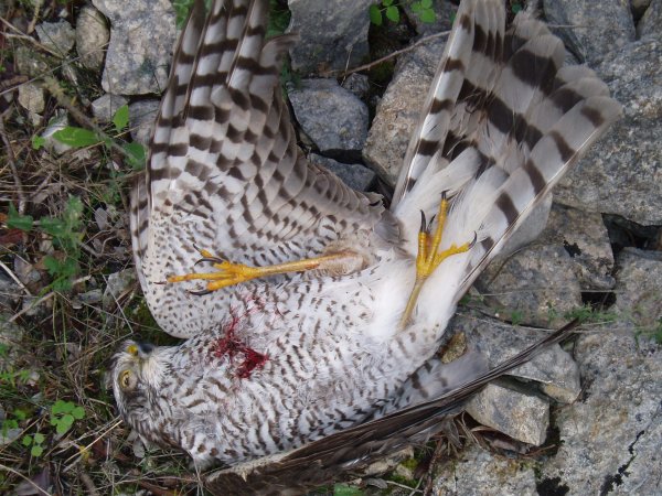 Όχι άλλο τέτοιο θέαμα στα μονοπάτια του νησιού μας!